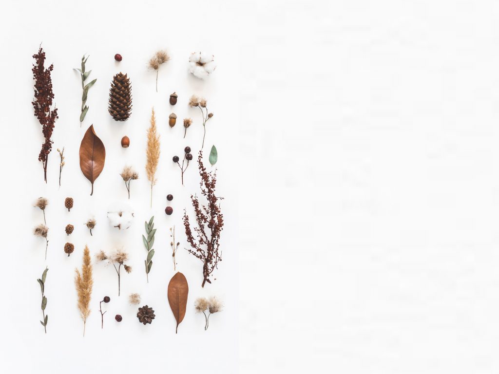 Amandine MENEAU, Naturopathe à Scientrier — Bilan Essentiel 60 minutes pour cadrer un objectif, plan court sous 24/48 h